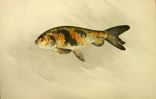Kinranshi ryukin ranchu - ranchu, cross