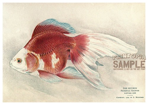 Ryukin fringetail goldfish - fringetail,